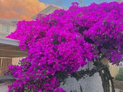 -都江堰玫瑰花溪谷