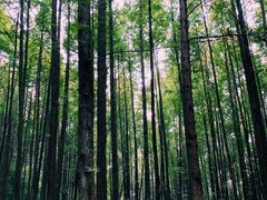 -山王坪喀斯特国家生态公园