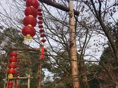 -南山植物园