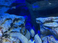 -新加坡海洋生态馆