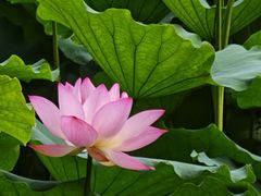 -荔湾湖公园