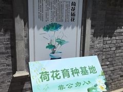 -莲花池公园