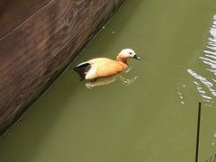 -长鹿旅游休博园