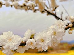 -张明富面皮店(东大街店)