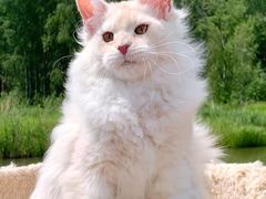-十年猫舍·猫咪专门店(普陀店)