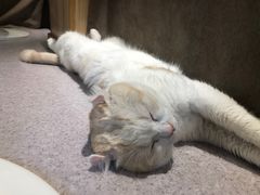 -猫和宫(六道口店)