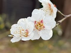 -香雪海