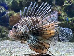 -大连老虎滩海洋公园