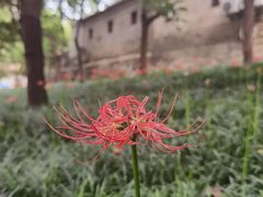 -西安大兴善寺
