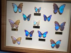 -上海昆虫博物馆