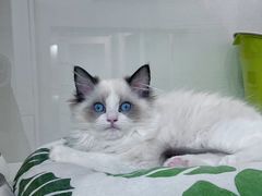 -青奢宠物·青奢猫舍