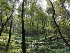 -广州市石门国家森林公园