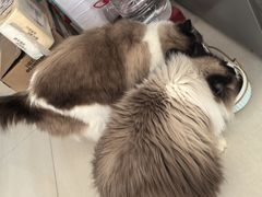 -全心全意连锁动物医院(加州店)