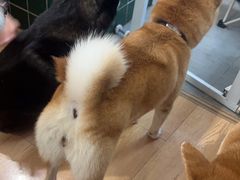 -是阿柴呀！柴犬咖啡·爱喵喵猫咖