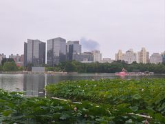 -莲花池公园