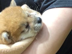 -逗柴咖啡屋·狗咖猫咖宠物桌游