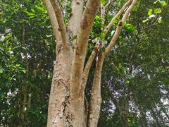 -中国科学院西双版纳热带植物园