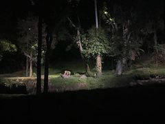 -夜间野生动物园