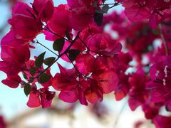 -有红鸡毛店·川菜(建设路店)