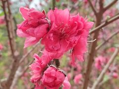 -桃花涧