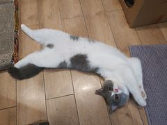-艾贝尔宠物医院·24H转诊中心·肿瘤猫专科(江宁双龙店)