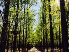 iphone_upload_pic-顺鑫绿色度假村