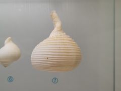 -青岛贝壳博物馆