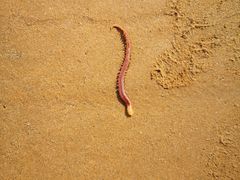 -青岛第三海水浴场