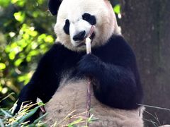 -中国大熊猫保护研究中心雅安碧峰峡基地