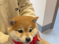 -宠物星动物医院·眼科·异宠·猫科(江南大道总院)