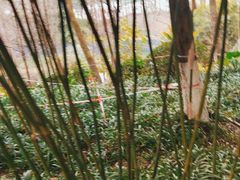 -重庆彩云湖湿地公园