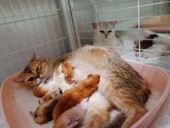 -70cat德文卷毛猫·缅因猫纯种猫舍