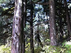 -九寨沟-树正沟