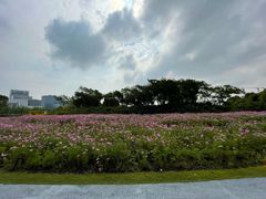 -春花秋色城市公园