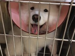 -安安宠医·安宠宠物医院