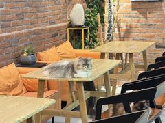 -豆逗聊愈猫阁Easy Life