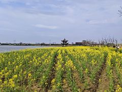 -杭州湾海上花田景区