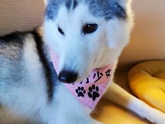 -Husky Go! 哈士奇体验馆·宠物咖啡厅狗咖