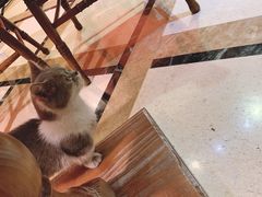 -猫色咖啡·猫咖