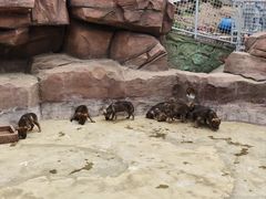 -西霞口神雕山野生动物世界