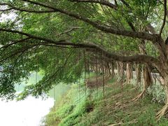 -云溪植物园