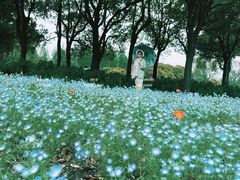 -上海滨江森林公园