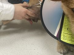 -安安宠医·臻爱宠物医院·宠保定点(营门口路分院)