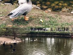 -长白岛森林公园