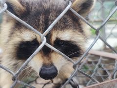 -大青山野生动物园