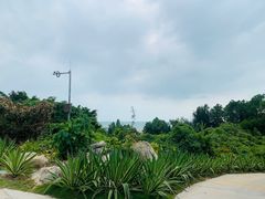 -广东惠东海龟国家级自然保护区
