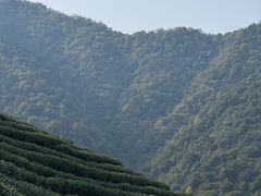 -龙坞茶村