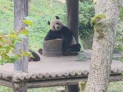 -中国大熊猫保护研究中心雅安碧峰峡基地