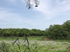 -上海海湾国家森林公园