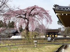 -醍醐寺
